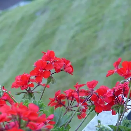 Jagdhof Pure Mountain Szálloda 4*